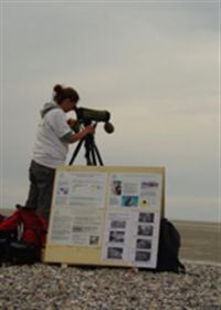 Sortie à la découverte des phoques. Du 9 au 30 juin 2012 à Cayeux-sur-Mer. Somme. 